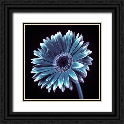 AF20120911 Gerbera 036C18 Black Ornate Wood Framed Art Print with Double Matting by Frank, Assaf