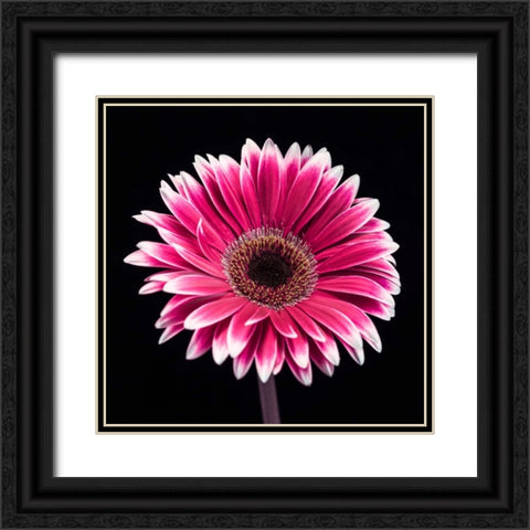 AF20120911 Gerbera 015C19 Black Ornate Wood Framed Art Print with Double Matting by Frank, Assaf