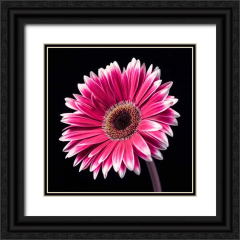 AF20120911 Gerbera 036C19 Black Ornate Wood Framed Art Print with Double Matting by Frank, Assaf