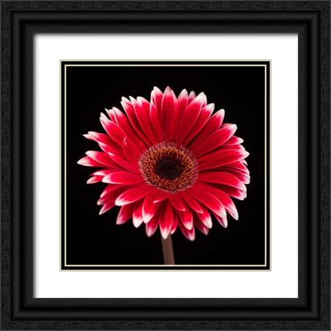 AF20120911 Gerbera 015C20 Black Ornate Wood Framed Art Print with Double Matting by Frank, Assaf