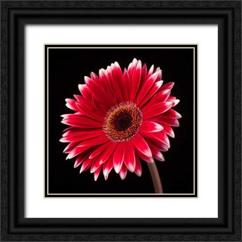 AF20120911 Gerbera 036C20 Black Ornate Wood Framed Art Print with Double Matting by Frank, Assaf