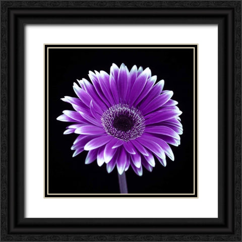 AF20120911 Gerbera 015C21 Black Ornate Wood Framed Art Print with Double Matting by Frank, Assaf
