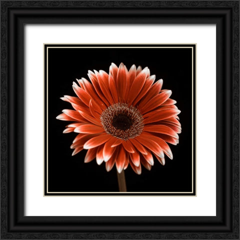 AF20120911 Gerbera 015C22 Black Ornate Wood Framed Art Print with Double Matting by Frank, Assaf