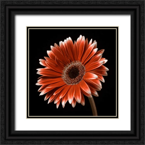 AF20120911 Gerbera 036C22 Black Ornate Wood Framed Art Print with Double Matting by Frank, Assaf