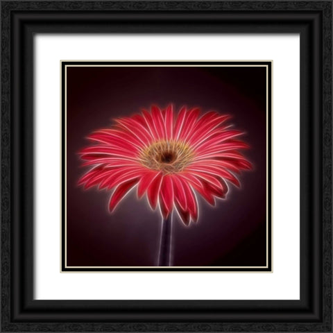 AF20110820 Gerbera 023C03P2P Black Ornate Wood Framed Art Print with Double Matting by Frank, Assaf