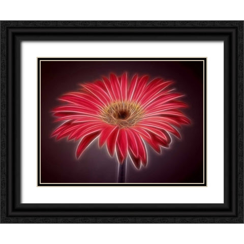 AF20110820 Gerbera 023C03P-2 Black Ornate Wood Framed Art Print with Double Matting by Frank, Assaf