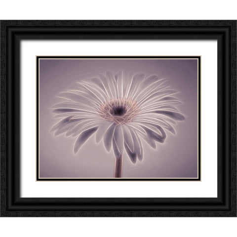 AF20110820 Gerbera 028C01PC02 Black Ornate Wood Framed Art Print with Double Matting by Frank, Assaf