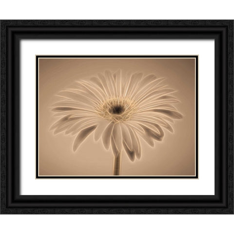AF20110820 Gerbera 028C01PC04 Black Ornate Wood Framed Art Print with Double Matting by Frank, Assaf