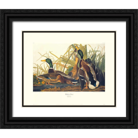 Mallard Duck (decorative border) Black Ornate Wood Framed Art Print with Double Matting by Audubon, John James