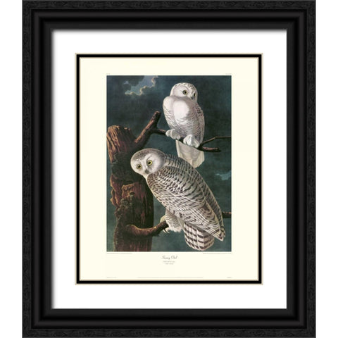 Snowy Owl (decorative border) Black Ornate Wood Framed Art Print with Double Matting by Audubon, John James