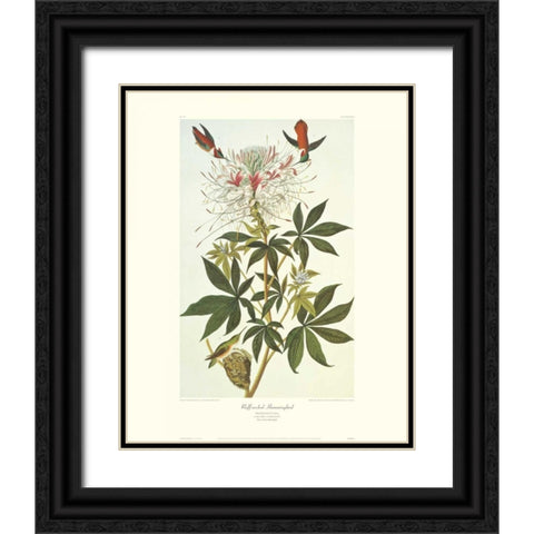 Ruff-Necked Hummingbird (decorative border) Black Ornate Wood Framed Art Print with Double Matting by Audubon, John James