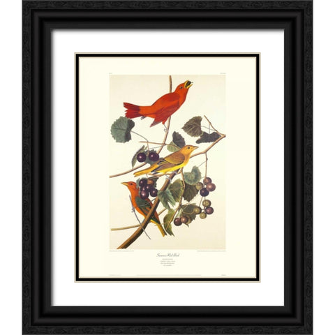 Summer Red Bird (decorative border) Black Ornate Wood Framed Art Print with Double Matting by Audubon, John James