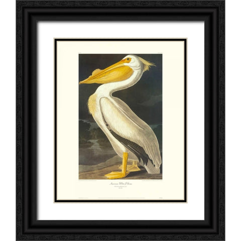 American White Pelican (decorative border) Black Ornate Wood Framed Art Print with Double Matting by Audubon, John James