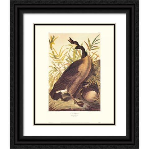 Canada Goose (decorative border) Black Ornate Wood Framed Art Print with Double Matting by Audubon, John James