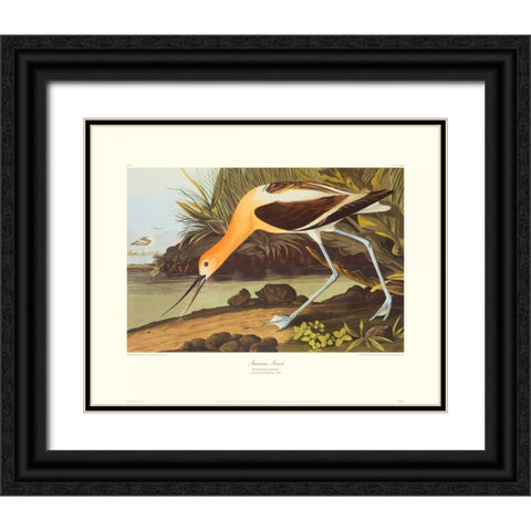 American Avocet (decorative border) Black Ornate Wood Framed Art Print with Double Matting by Audubon, John James