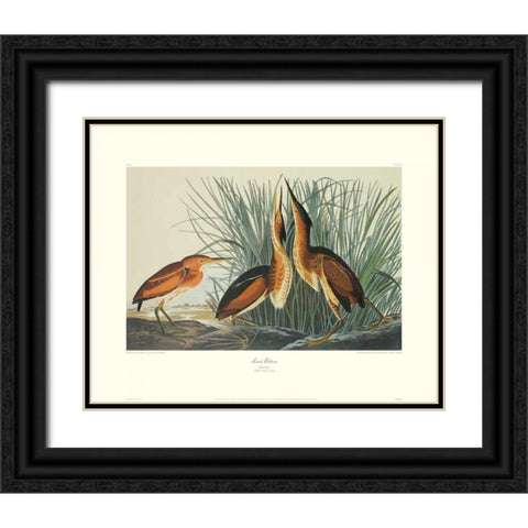Least Bittern (decorative border) Black Ornate Wood Framed Art Print with Double Matting by Audubon, John James