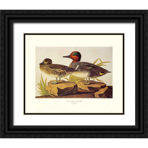 American Green-Winged Teal (decorative border) Black Ornate Wood Framed Art Print with Double Matting by Audubon, John James