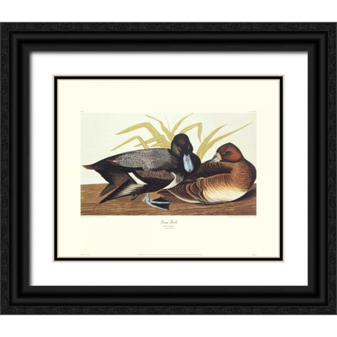 Scaup Duck (decorative border) Black Ornate Wood Framed Art Print with Double Matting by Audubon, John James