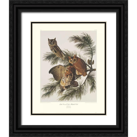 Little Screech Owl or Mottled Owl (decorative border) Black Ornate Wood Framed Art Print with Double Matting by Audubon, John James