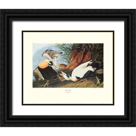 Eider Duck (decorative border) Black Ornate Wood Framed Art Print with Double Matting by Audubon, John James