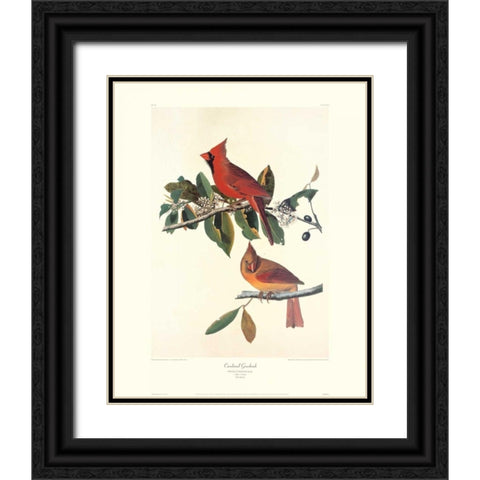 Cardinal Grosbeak (decorative border) Black Ornate Wood Framed Art Print with Double Matting by Audubon, John James