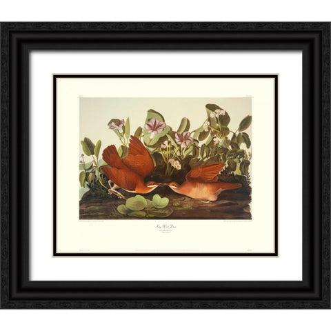 Key-West Dove (decorative border) Black Ornate Wood Framed Art Print with Double Matting by Audubon, John James