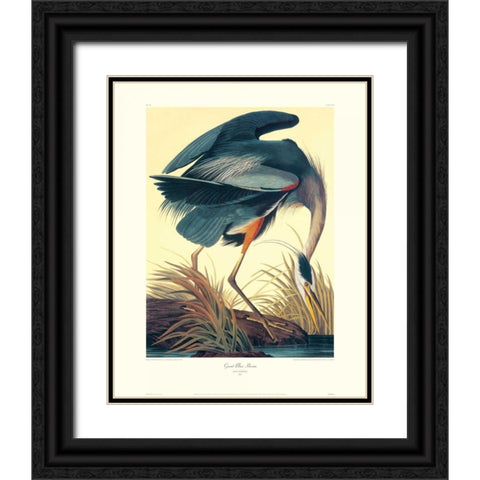 Great Blue Heron (decorative border) Black Ornate Wood Framed Art Print with Double Matting by Audubon, John James