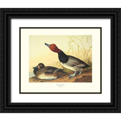 Red-Headed Duck (decorative border) Black Ornate Wood Framed Art Print with Double Matting by Audubon, John James