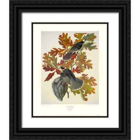 Canada Jay (decorative border) Black Ornate Wood Framed Art Print with Double Matting by Audubon, John James