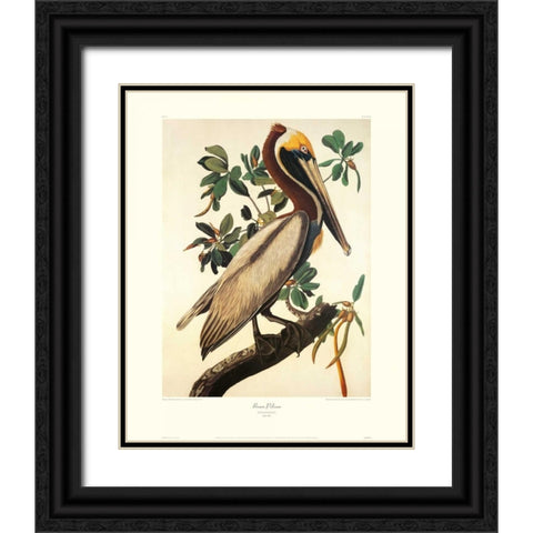 Brown Pelican (decorative border) Black Ornate Wood Framed Art Print with Double Matting by Audubon, John James