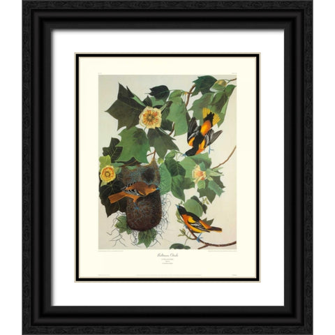 Baltimore Oriole (decorative border) Black Ornate Wood Framed Art Print with Double Matting by Audubon, John James