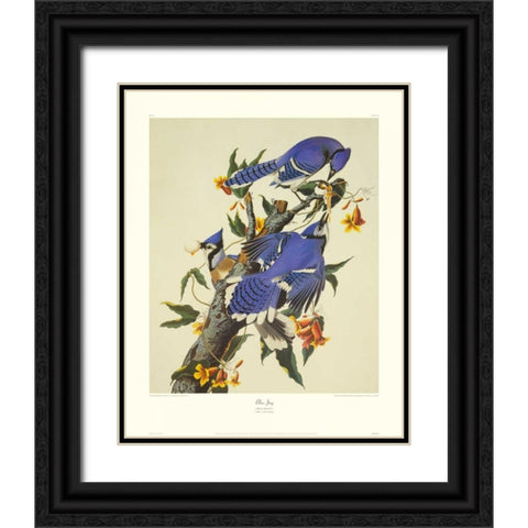 Blue Jay (decorative border) Black Ornate Wood Framed Art Print with Double Matting by Audubon, John James