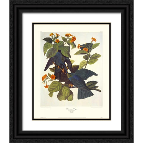 White-Crowned Pigeon (decorative border) Black Ornate Wood Framed Art Print with Double Matting by Audubon, John James