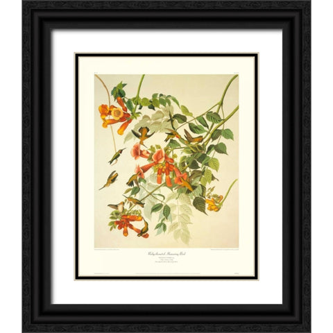 Ruby-Throated Hummingbird (decorative border) Black Ornate Wood Framed Art Print with Double Matting by Audubon, John James