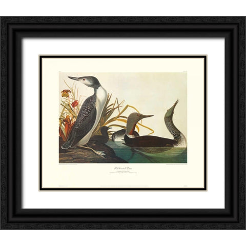 Red-Throated Diver (decorative border) Black Ornate Wood Framed Art Print with Double Matting by Audubon, John James
