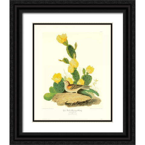 Grass Finch Or Bay-Winged Bunting (decorative border) Black Ornate Wood Framed Art Print with Double Matting by Audubon, John James