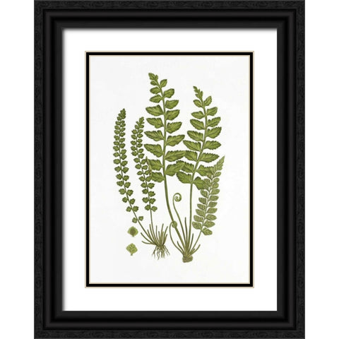 Sea Spleenwort Black Ornate Wood Framed Art Print with Double Matting by Anonymous