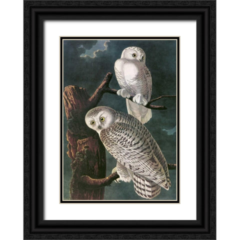 Snowy Owl Black Ornate Wood Framed Art Print with Double Matting by Audubon, John James