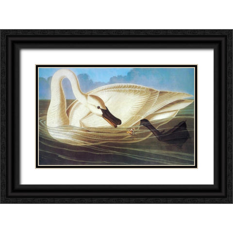 Trumpeter Swan Black Ornate Wood Framed Art Print with Double Matting by Audubon, John James