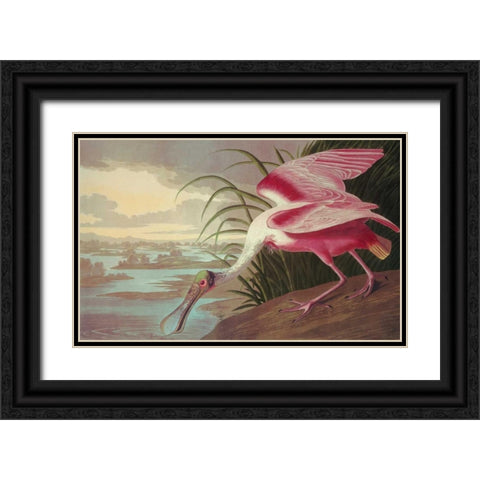 Roseate Spoonbill Black Ornate Wood Framed Art Print with Double Matting by Audubon, John James