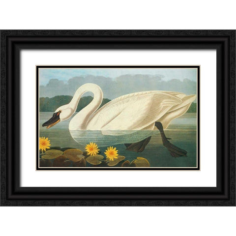Common American Swan Black Ornate Wood Framed Art Print with Double Matting by Audubon, John James