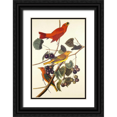 Summer Red Bird Black Ornate Wood Framed Art Print with Double Matting by Audubon, John James