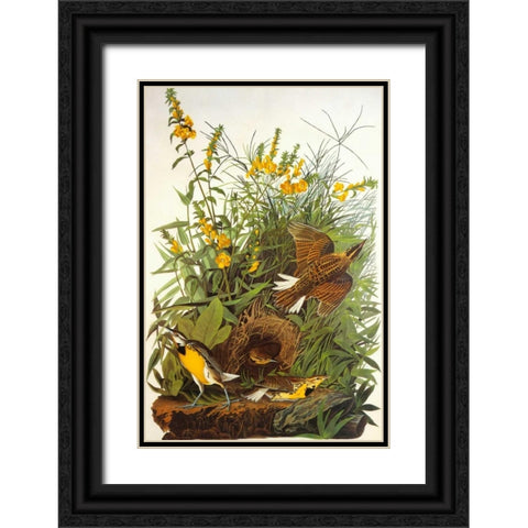 Meadow Lark Black Ornate Wood Framed Art Print with Double Matting by Audubon, John James