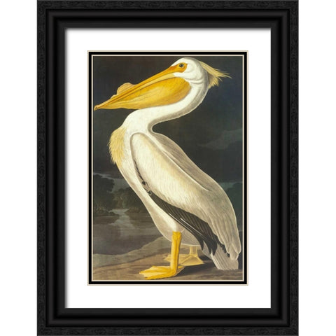 American White Pelican Black Ornate Wood Framed Art Print with Double Matting by Audubon, John James