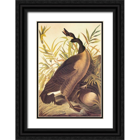 Canada Goose Black Ornate Wood Framed Art Print with Double Matting by Audubon, John James