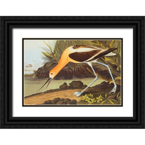 American Avocet Black Ornate Wood Framed Art Print with Double Matting by Audubon, John James