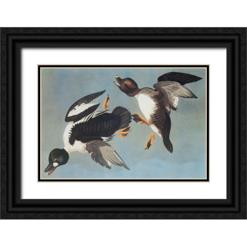 Golden-Eye Duck Black Ornate Wood Framed Art Print with Double Matting by Audubon, John James