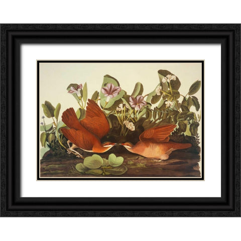 Key-West Dove Black Ornate Wood Framed Art Print with Double Matting by Audubon, John James