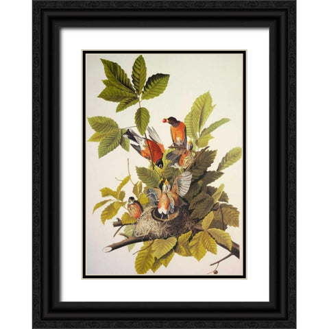 American Robin Black Ornate Wood Framed Art Print with Double Matting by Audubon, John James