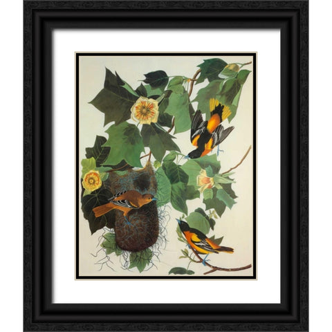 Baltimore Oriole Black Ornate Wood Framed Art Print with Double Matting by Audubon, John James
